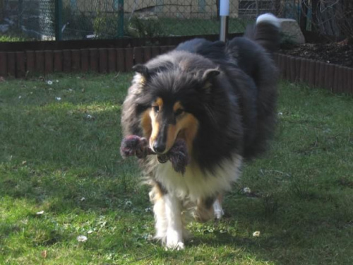 FLUFFY LOVELY ANGEL Hippocampus #FLUFFYLOVELYANGELHippocampus #Flaffcia #Fluffy #collie #lassie