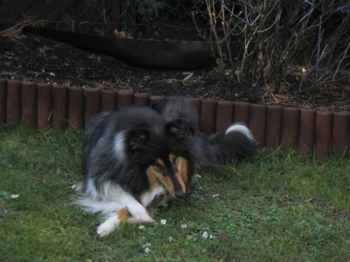 FLUFFY LOVELY ANGEL Hippocampus #FLUFFYLOVELYANGELHippocampus #Flaffcia #Fluffy #collie #lassie