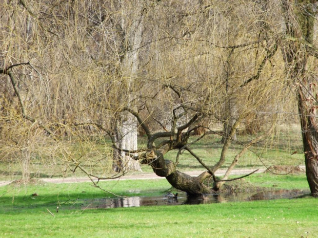 Piekny park Mickiewicza Wiosną:)