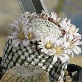 Mammillaria sanchez-mejoradae