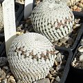 Mammillaria pectinifera