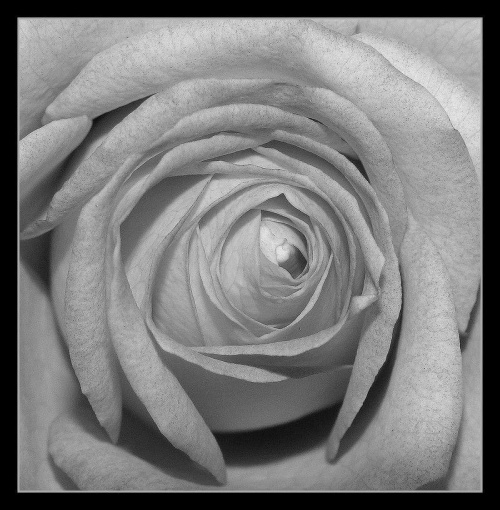 Wczorajsza róża istnieje tylko z imienia, imiona tylko puste pozostały.