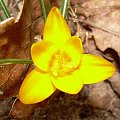 8 marca :) czy to już wiosna? więc wszystkie baby pójdźmy wraz, damule i dziewuchy, niech każdy chłop choć zadrży raz, gdy usłyszy nasz śpiew... :))) #natura #rośliny #wiosna #kwiat #kwiaty #przyroda