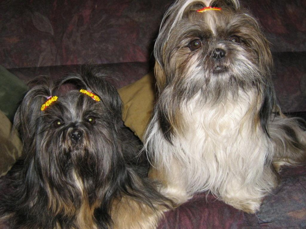 SHIH-TZU COCO I LILI