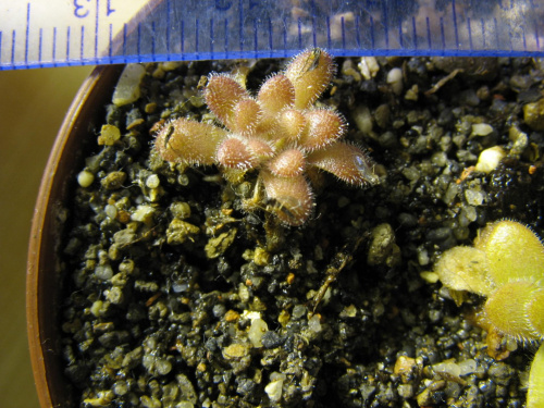 p. gypsicola agnata