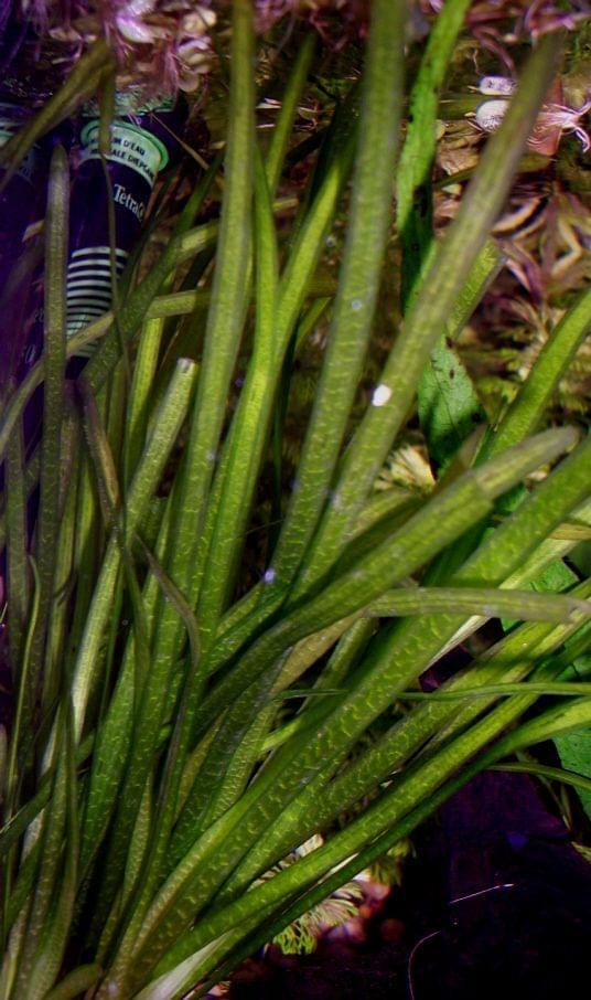 vallisneria spiralis