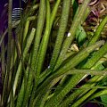 vallisneria spiralis