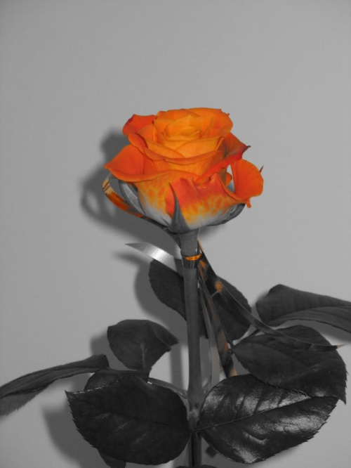 #Kwiat #róża