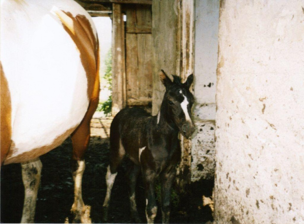 konik garbusek