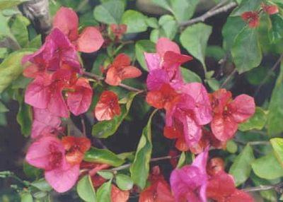 Bougainvillea spectabilis