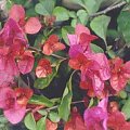 Bougainvillea spectabilis
