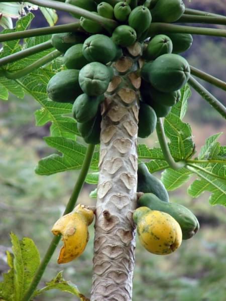 papaya - jesteśmy dojrzałe, #dolina #natura #Iao #Hawaje #skoki #woda