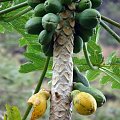 papaya - jesteśmy dojrzałe, #dolina #natura #Iao #Hawaje #skoki #woda