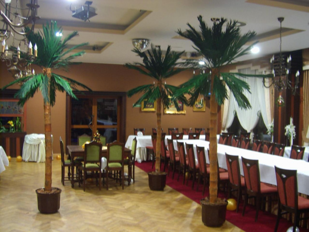Palmy wysokość 300cm. Hotel "Kosmowski " Września #palmy #CenyDrzew