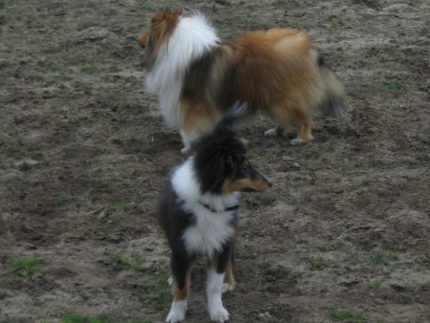 spacer w lasku w Wesołej k/ Warszawy, sheltie + collie z obu forum #sheltie #collie #spacer #Wesoła #lassie