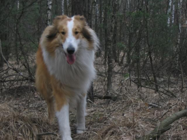 spacer w lasku w Wesołej k/ Warszawy, sheltie + collie z obu forum #sheltie #collie #spacer #Wesoła #lassie