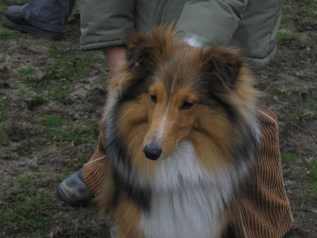 spacer w lasku w Wesołej k/ Warszawy, sheltie + collie z obu forum #sheltie #collie #spacer #Wesoła #lassie