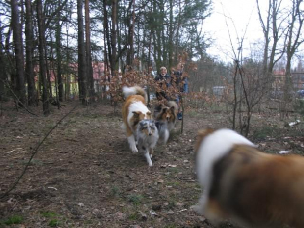 spacer w lasku w Wesołej k/ Warszawy, sheltie + collie z obu forum #sheltie #collie #spacer #Wesoła #lassie