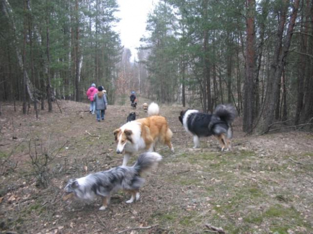 spacer w lasku w Wesołej k/ Warszawy, sheltie + collie z obu forum #sheltie #collie #spacer #Wesoła #lassie