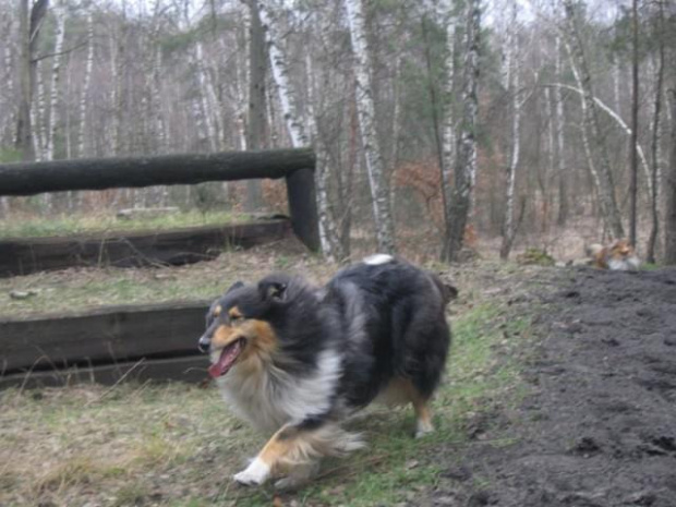 spacer w lasku w Wesołej k/ Warszawy, sheltie + collie z obu forum #sheltie #collie #spacer #Wesoła #lassie