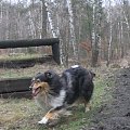 spacer w lasku w Wesołej k/ Warszawy, sheltie + collie z obu forum #sheltie #collie #spacer #Wesoła #lassie