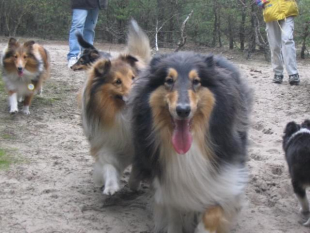 spacer w lasku w Wesołej k/ Warszawy, sheltie + collie z obu forum #sheltie #collie #spacer #Wesoła #lassie