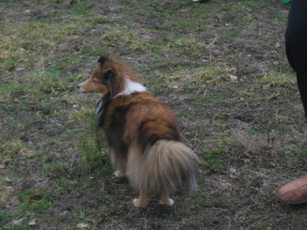 spacer w lasku w Wesołej k/ Warszawy, sheltie + collie z obu forum #sheltie #collie #spacer #Wesoła #lassie