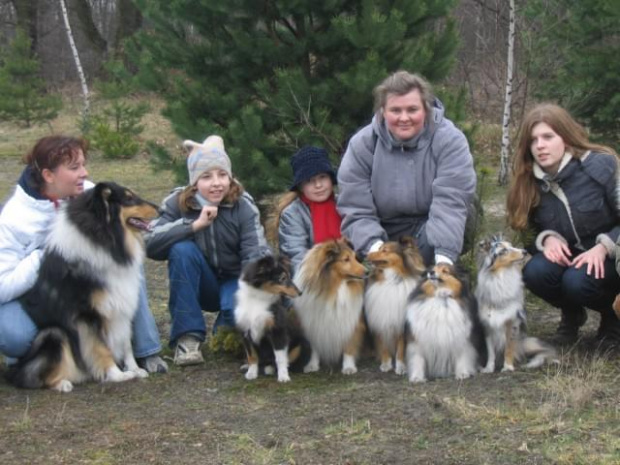 spacer w lasku w Wesołej k/ Warszawy, sheltie + collie z obu forum #sheltie #collie #spacer #Wesoła #lassie