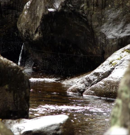 w głębi, między kamieniami, wielka pajęczyna, widoczna na zbliżeniu #woda #pajęczyna #strumyk #Hawaje #wyspa