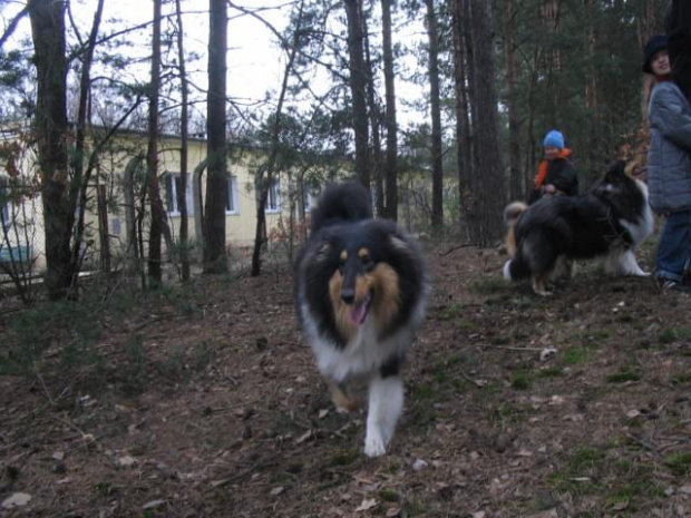 spacer w lasku w Wesołej k/ Warszawy, sheltie + collie z obu forum #sheltie #collie #spacer #Wesoła #lassie