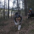 spacer w lasku w Wesołej k/ Warszawy, sheltie + collie z obu forum #sheltie #collie #spacer #Wesoła #lassie