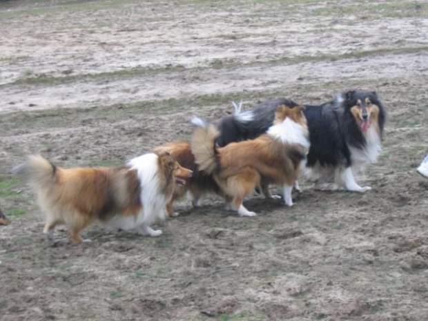 spacer w lasku w Wesołej k/ Warszawy, sheltie + collie z obu forum #sheltie #collie #spacer #Wesoła #lassie