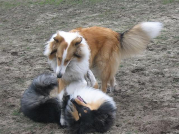 spacer w lasku w Wesołej k/ Warszawy, sheltie + collie z obu forum #sheltie #collie #spacer #Wesoła #lassie