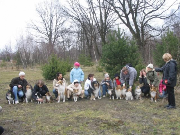 spacer w lasku w Wesołej k/ Warszawy, sheltie + collie z obu forum #sheltie #collie #spacer #Wesoła #lassie