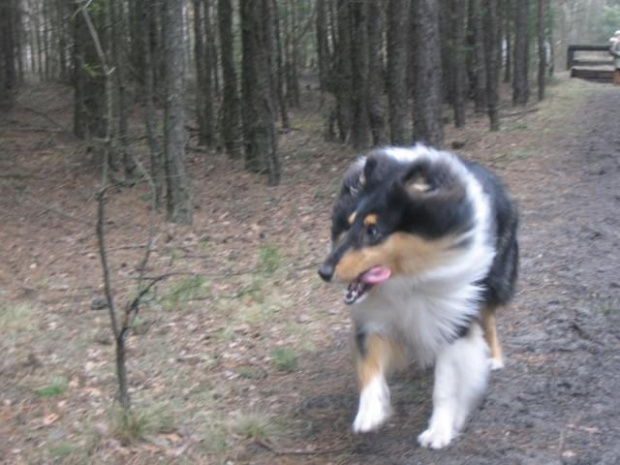 spacer w lasku w Wesołej k/ Warszawy, sheltie + collie z obu forum #sheltie #collie #spacer #Wesoła #lassie