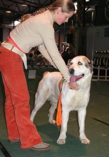 CACIB Show 11.03.2007