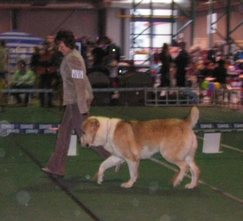 CACIB Show 11.03.2007