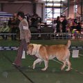 CACIB Show 11.03.2007