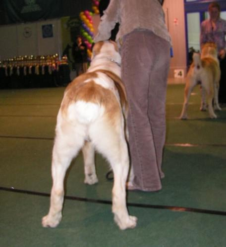 CACIB Show 11.03.2007