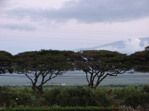 o zachodzie, #rośliny #wyspa #Hawaje