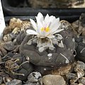 TURBINICARPUS KLINKERIANUS
