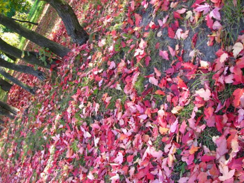 barwy jesieni