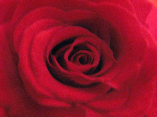 Róża, Też oklepane ujęcie, ale wyszło nieźle:)