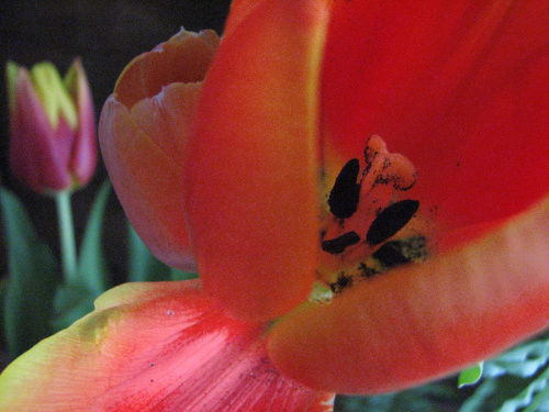 A tu taki tulipanek:) Nazbierało się tych kwiatów po 8mym marca:)