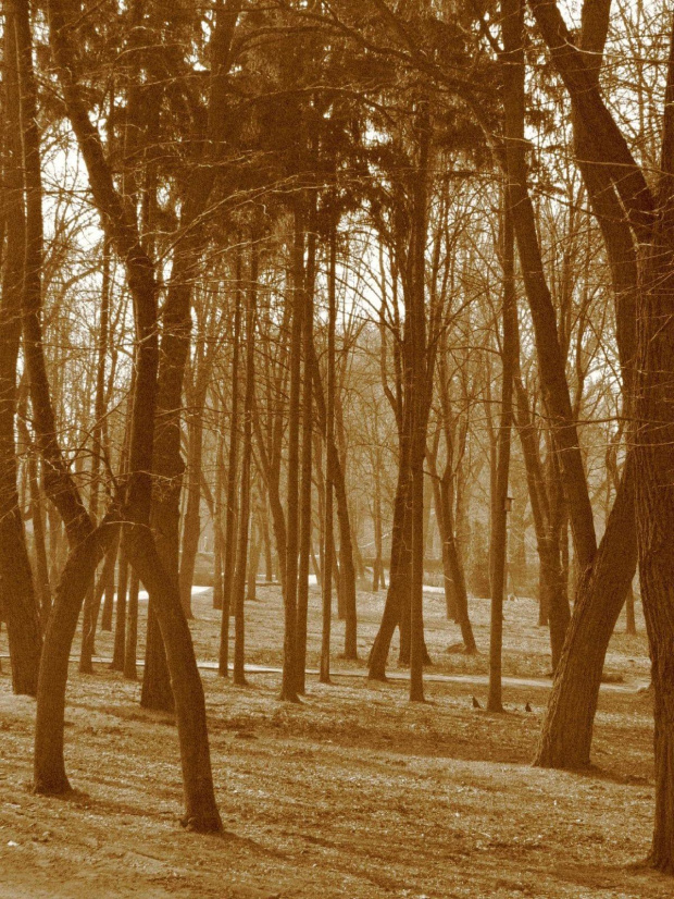 Park:) Drzewka:) W oddali ścieżka:) Spodobały mi się te krzywe drzewa, wśród reszty prościukich:) Takie odmienne... Niezależne... Yyy...jestem dziwna?