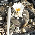 TURBINICARPUS KLINKERIANUS