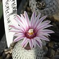 Turbinicarpus pseudopectinatus