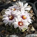 Turbinicarpus panarottoii