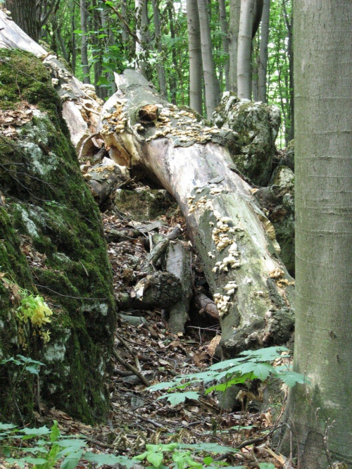 Rezerwat Parkowe.
Powalony pień zagospodarowany przez grzybki.