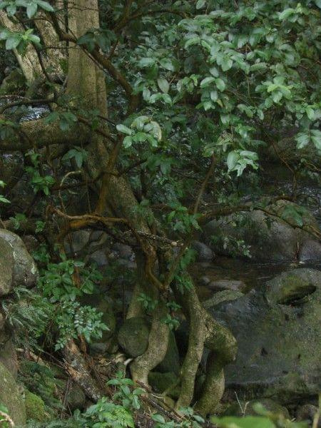 drzewa czerpią wodę wprost ze strumienia, #natura